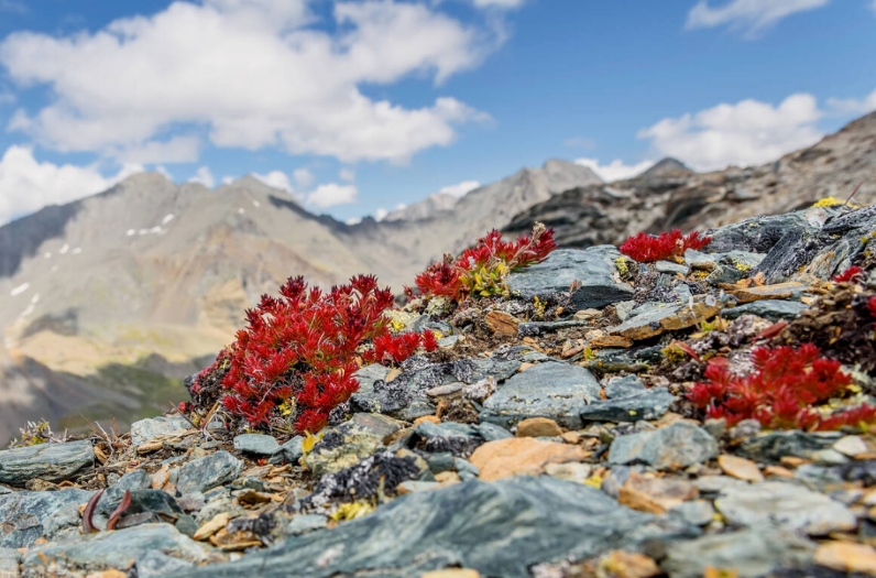 紅景天深層潔顏乳 | 凈膚更養膚，潔顏新體驗！
