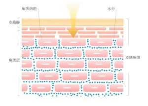 皮膚屏障“守護神” 實力維穩，無懼季節性敏感